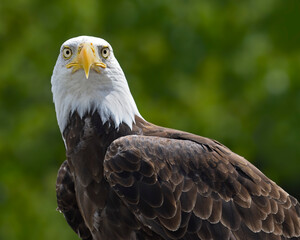 A captive Bald Eagle makes eye contact - Quebec, Canada 