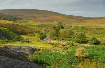 Obraz premium Heather blooming on North Pennine fells at Hartleyburn on Cumbria/Northumberland border