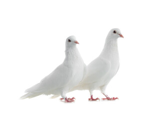 Two white doves isolated on a white background.