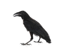 Beautiful black common raven on white background