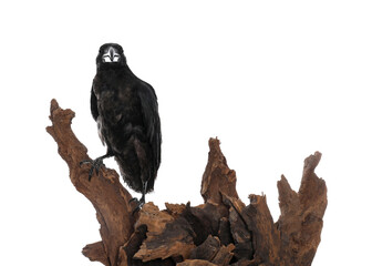 Beautiful common raven perched on wood against white background