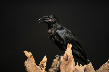 Beautiful common raven perched on wood against dark background