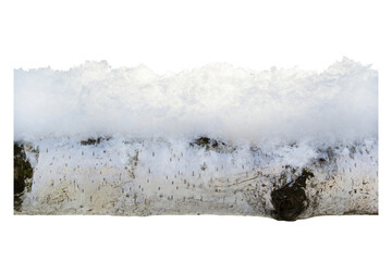 A branch of a birch tree covered with fluffy snow isolated on white