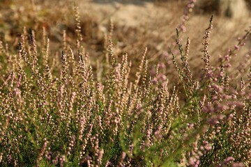 autumn heather