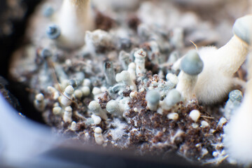 Medical research of psilocybin . growing Albino A strain. Growing Albino A strain. Psilocybin...