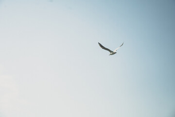 Gaviota volando en el cielo