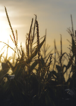 Backlit field of wheat in close up at sunset. Vertical image