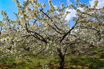 Cherry Blossom at the Jerte Valley, Extremadura, Spain.