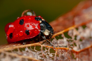 Beautiful ladybug on leaf defocused background
