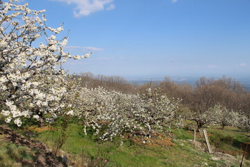Cherry Blossom at the Jerte Valley, Extremadura, Spain.