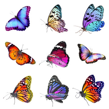 Collection of amazing bright butterflies isolated on white