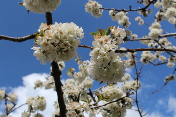 Cherry Blossom at the Jerte Valley, Extremadura, Spain.