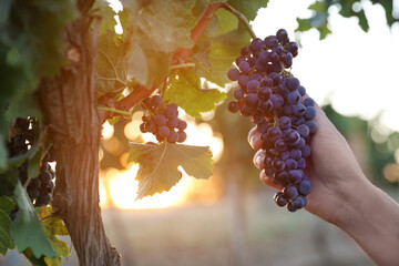 Woman picking grapes in vineyard on sunset, closeup