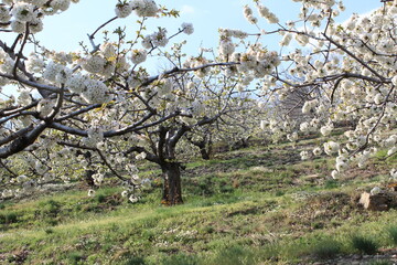 Cherry Blossom at the Jerte Valley, Extremadura, Spain.