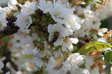 Cherry Blossom at the Jerte Valley, Extremadura, Spain.