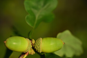 Close up of green acorns on a branch of an oak tree with leaves against a green background