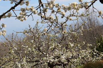Cherry Blossom at the Jerte Valley, Extremadura, Spain.