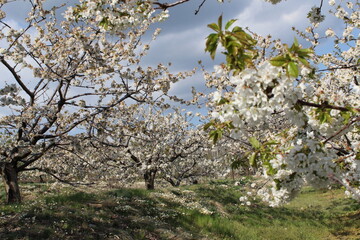 Cherry Blossom at the Jerte Valley, Extremadura, Spain.