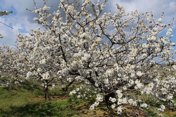 Cherry Blossom at the Jerte Valley, Extremadura, Spain.