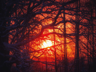 Sunset during snowing winter. Oak tree and red sun on the background. Horizontal frame.