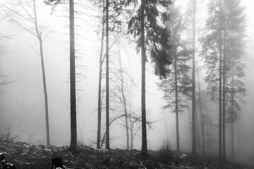 bosco nella nebbia