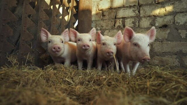 Four little shy pigs in a pigsty. Home business, small pig farm. Piglets. Hay and straw on the floor of the barn, food for pigs.