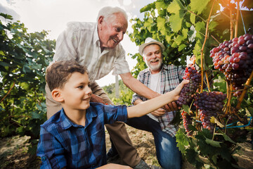 Happy senior is picking grapes with his son and grandson