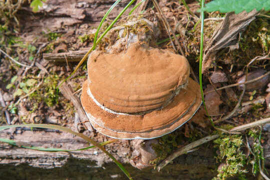 Ganorderma applanatum (Flacher Lackporling) im Bergwerkswald, Grossen-Linden, Hessen, Deutschland