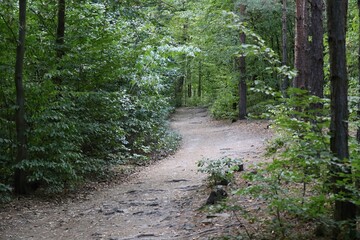 Fototapeta premium path in the woods