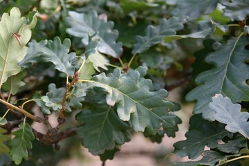 leaves of a tree