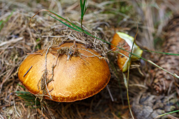 Mushroom in the Bergwerkswald, Grossen-Linden, Gießen, Germany