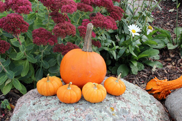 Pumpkin and Gourds in Autumn