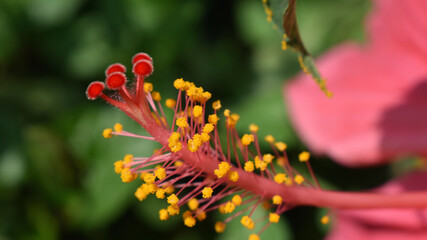 Close up of  Yellow  anther and stigma of  Hibiscus rosa-sinensis