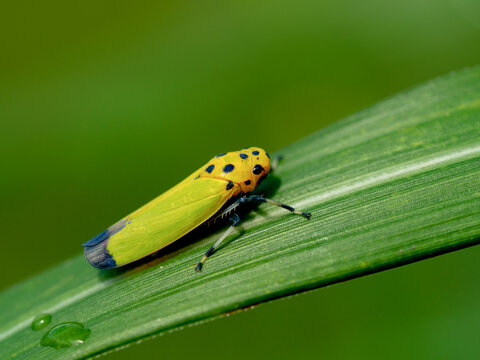 12 Beste バナナ虫 Bilder Stock Fotos Vektorgrafiken Adobe Stock