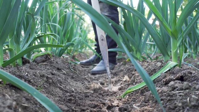 Farmer maintaining the vegetable garden as part of the sustainability in the Netherlands. Shot captured in HD.