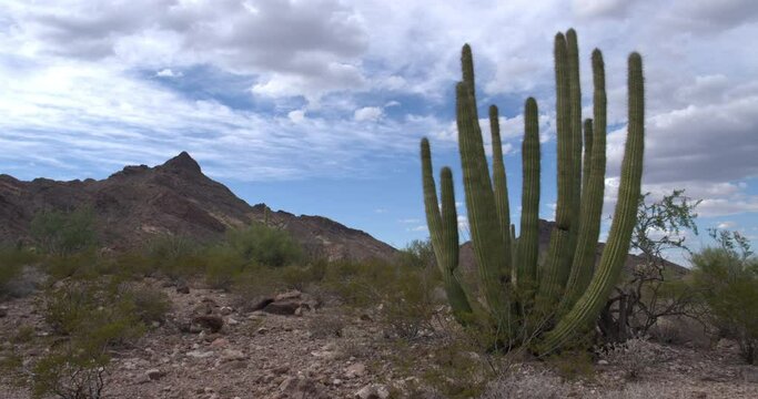 Organ pipe cactus in Sonoran desert, southern Arizona