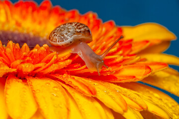 Close up  beautiful Snail in the garden