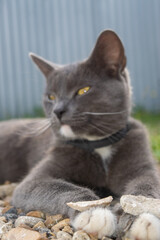 A young black cat is lying on a gravel path. Pet in the country.