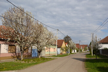 Fototapeta na wymiar spring in Backi Petrovac, Vojvodina, with blooming cherry trees