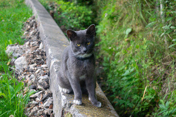 Young black cat on a walk. Pet in the country.