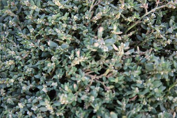 green moss background