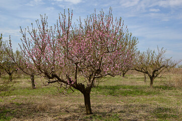 peach orchard with young blooming trees with blue sky in the background