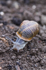 An snail moving in an orchard