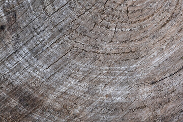 Wooden texture of cut tree trunk