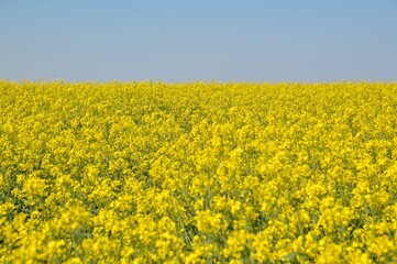 blooming rape oil field with blue sky