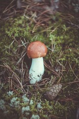 Autumn gifts of autumn from the forest.