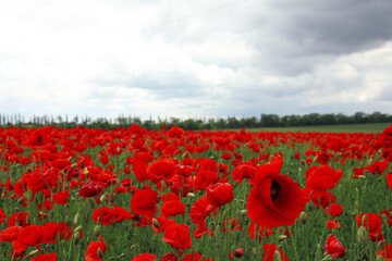 Obraz premium Beautiful red poppy flowers growing in field