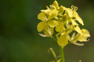 Yellow blooming canola or colza close up.