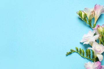 Beautiful blooming freesias on light blue background, flat lay. Space for text