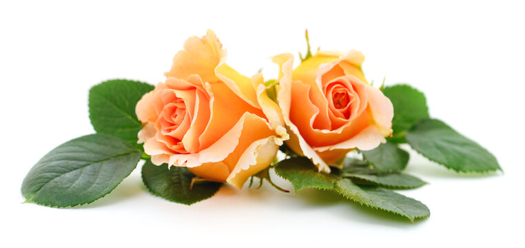 Beautiful orange roses.